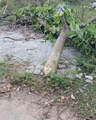 Forest Divisional Office, Mancherial