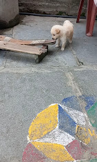 Forest Divisional Office, Mancherial