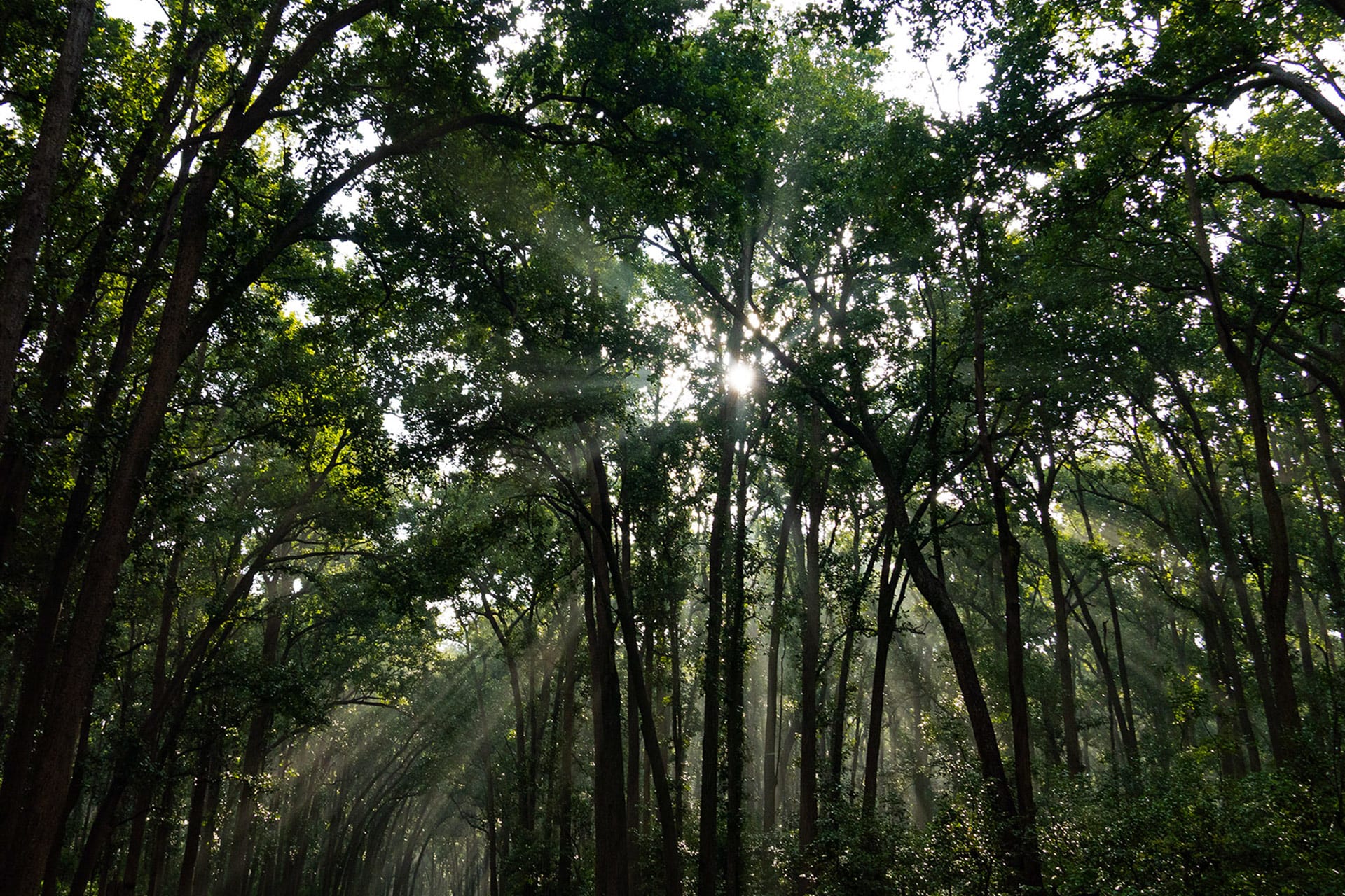 Gomarda Wildlife Sanctuary